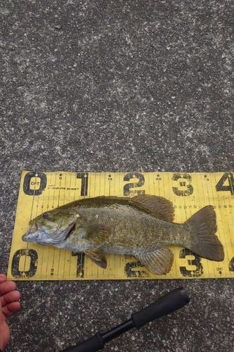 スモールマウスバスの釣果