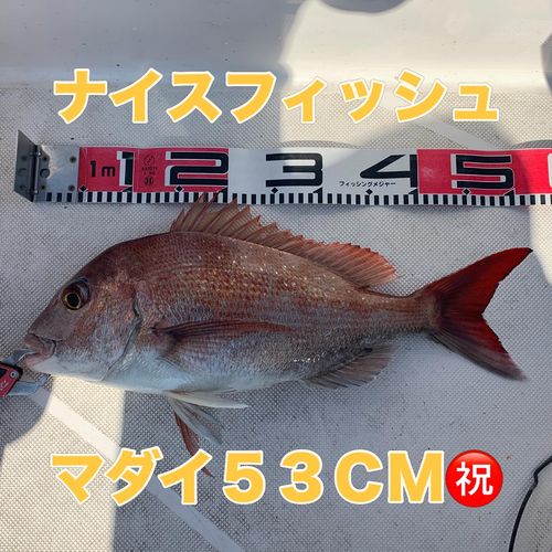 マダイの釣果