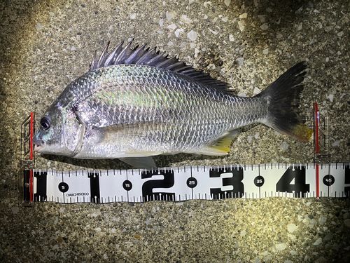 キビレの釣果