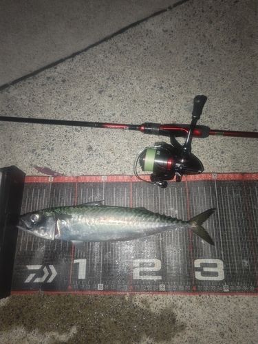 サバの釣果
