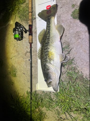 ブラックバスの釣果