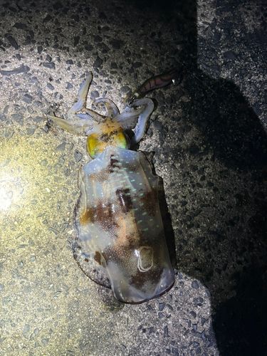 アオリイカの釣果