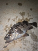クロソイの釣果