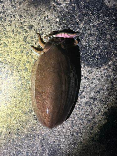 コウイカの釣果