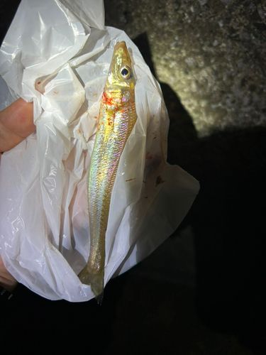 シロギスの釣果