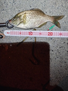 ウミタナゴの釣果