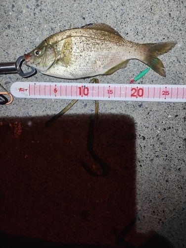 ウミタナゴの釣果