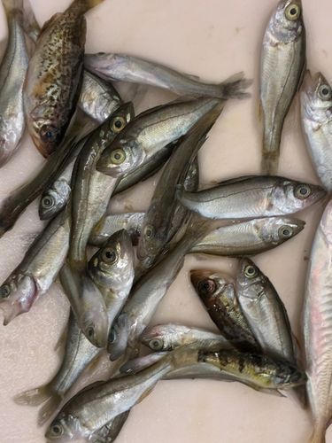 セイゴ（マルスズキ）の釣果