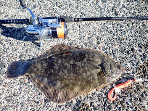 クロガシラガレイの釣果