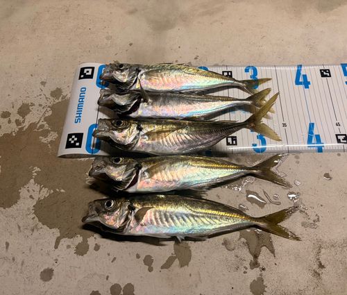 アジの釣果