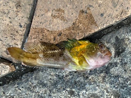 アナハゼの釣果