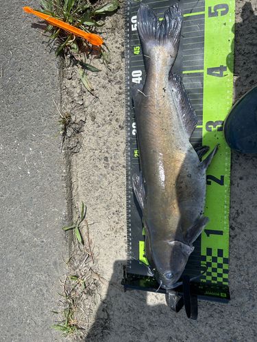 アメリカナマズの釣果