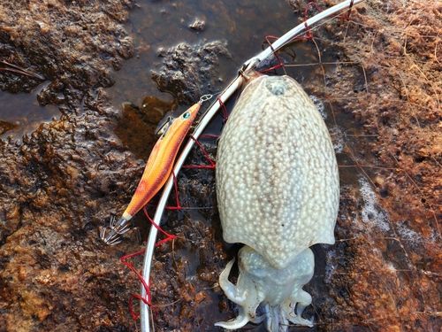 シリヤケイカの釣果