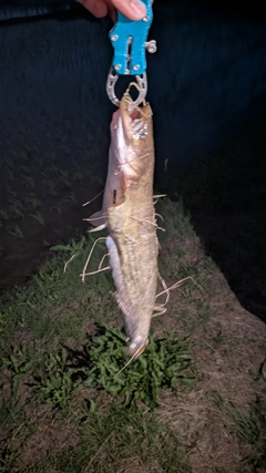 ナマズの釣果