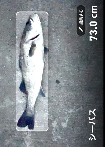 シーバスの釣果
