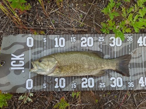 スモールマウスバスの釣果