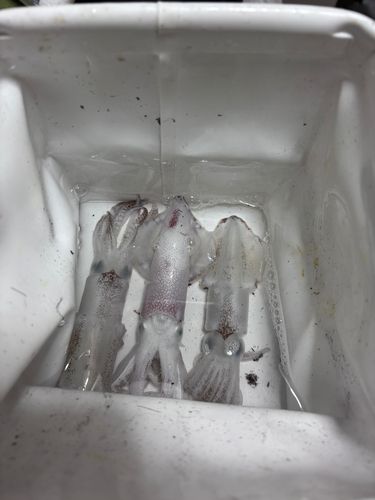 ヒイカの釣果