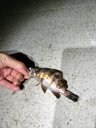 メバルの釣果