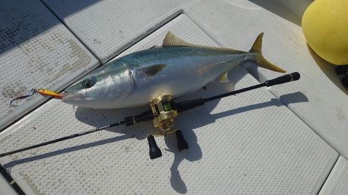 メジロの釣果