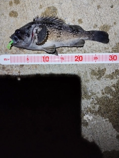 クロソイの釣果