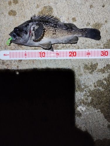 クロソイの釣果