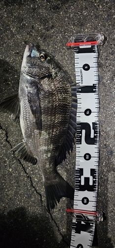 チヌの釣果