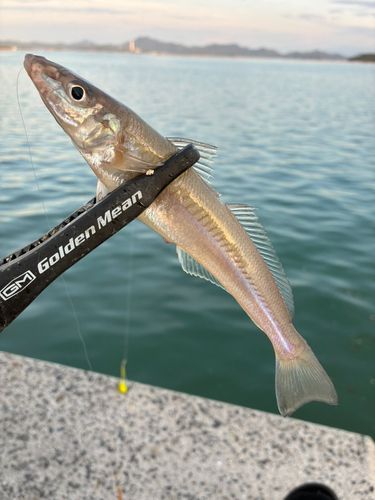 キスの釣果
