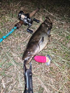 ナマズの釣果