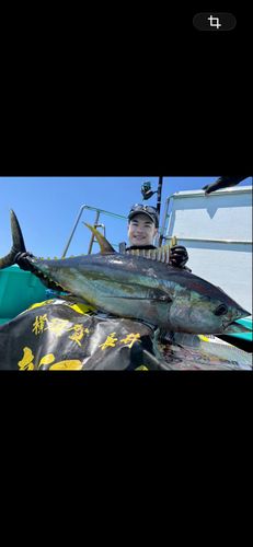 キハダマグロの釣果