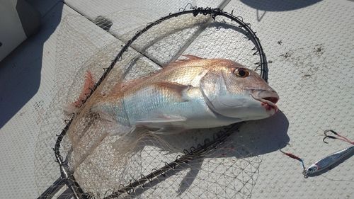 タイの釣果
