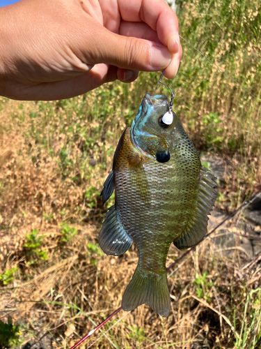 ブルーギルの釣果