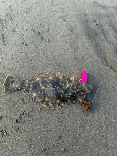 ソゲの釣果