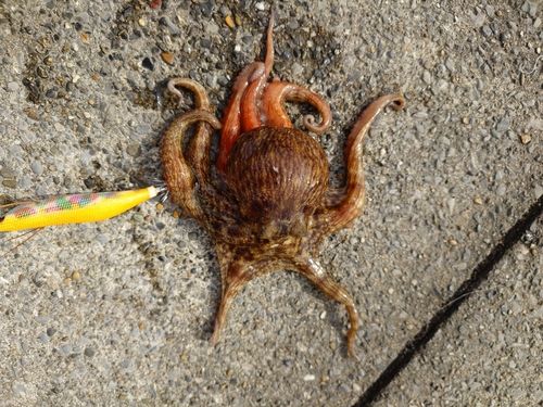 タコの釣果