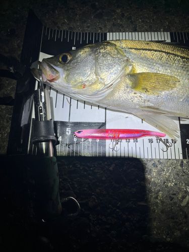 セイゴ（マルスズキ）の釣果