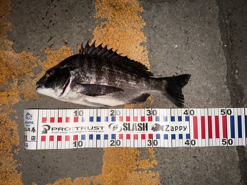 チヌの釣果
