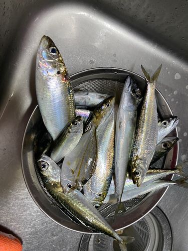 サバの釣果