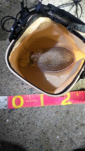 シリヤケイカの釣果