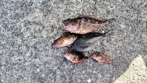 アラカブの釣果