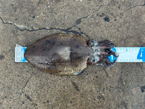 モンゴウイカの釣果