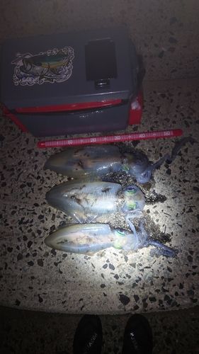アオリイカの釣果