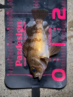 メバルの釣果