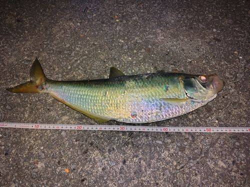 ヒラの釣果