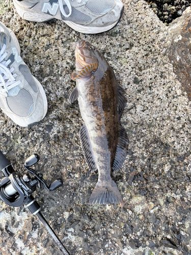 アブラコの釣果