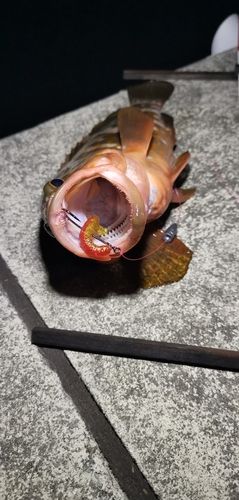 アコウの釣果