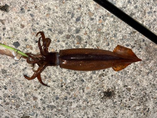 スルメイカの釣果