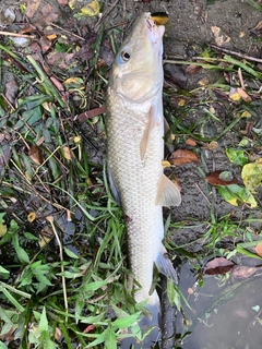 ニゴイの釣果
