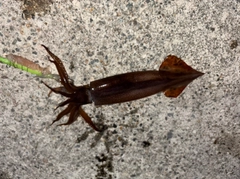 スルメイカの釣果