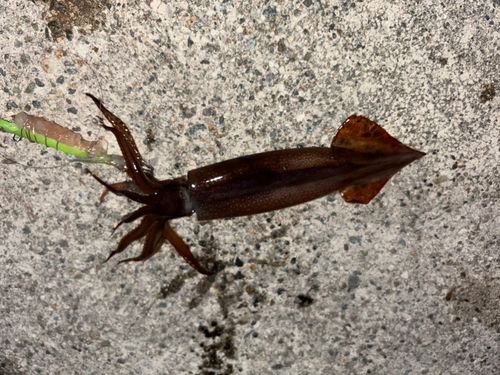 スルメイカの釣果