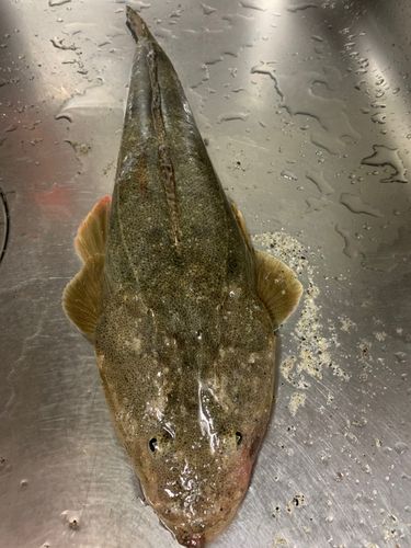 マゴチの釣果