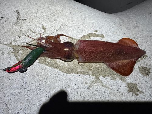 ケンサキイカの釣果